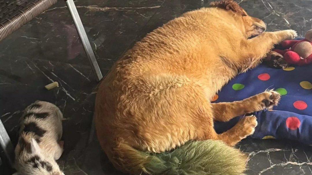 Porco passeia pelas ruas de Sidrol&acirc;ndia levado de coleira pela dona e chama aten&ccedil;&atilde;o por onde passa