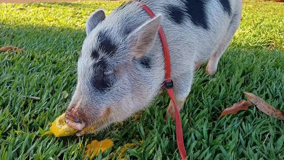 Porco passeia pelas ruas de Sidrol&acirc;ndia levado de coleira pela dona e chama aten&ccedil;&atilde;o por onde passa