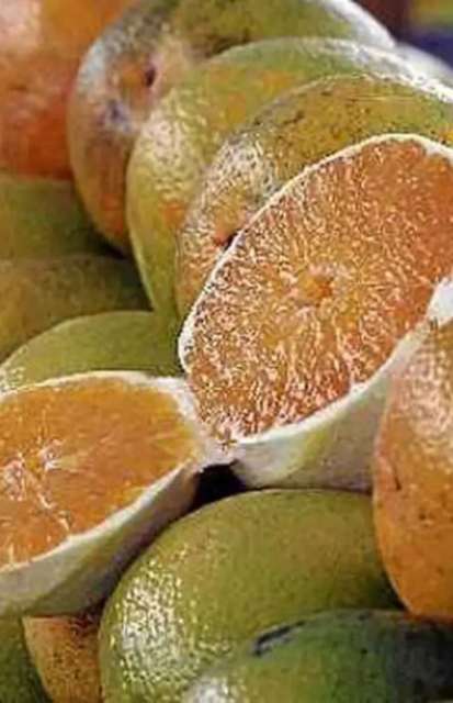 Nova safra de laranja come&ccedil;a sob incertezas no mercado