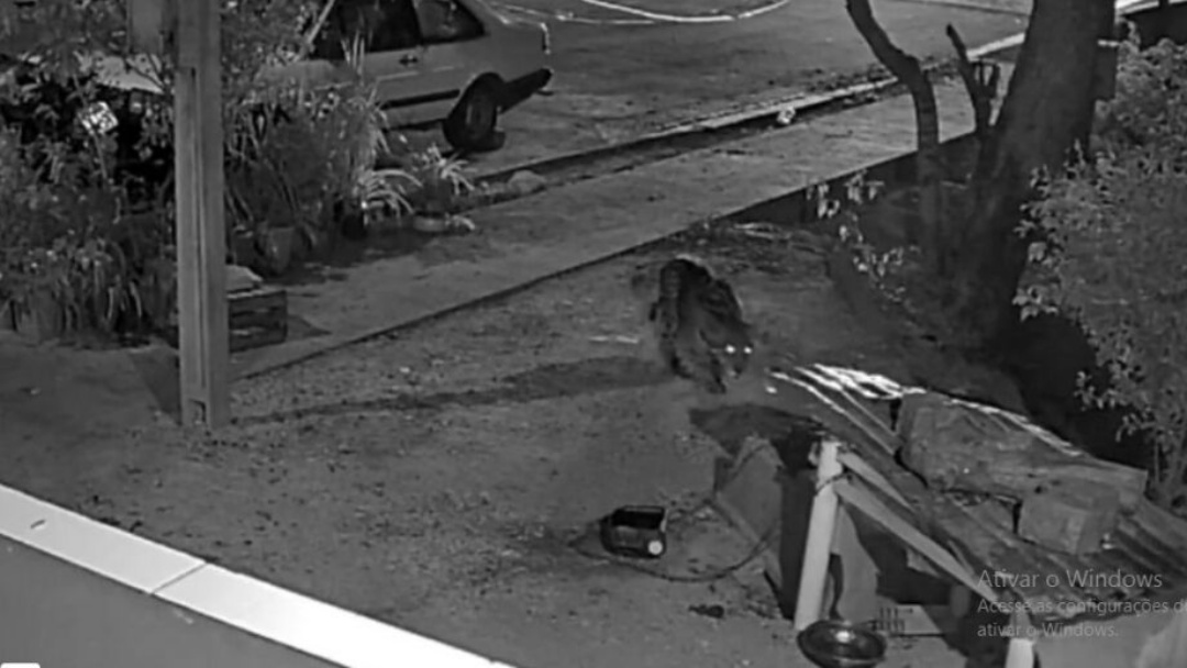 On&ccedil;a-pintada invade casa e mata cadela que a expulsou de quintal em Corumb&aacute;