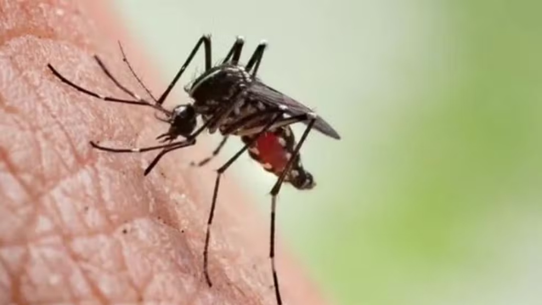 Dourados concentra 42% de todas as mortes por chikungunya no Brasil