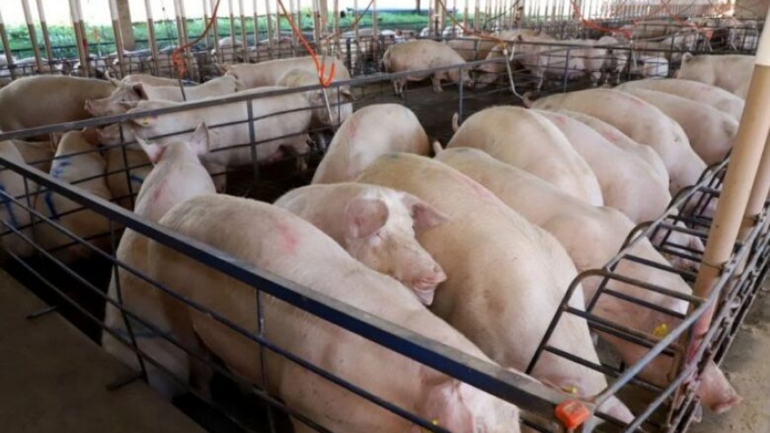 MS consolida suinocultura com crescimento de 50%