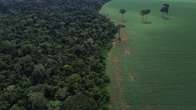 Brasil reduz em quarenta e dois por cento as perdas florestais em 2025, aponta estudo