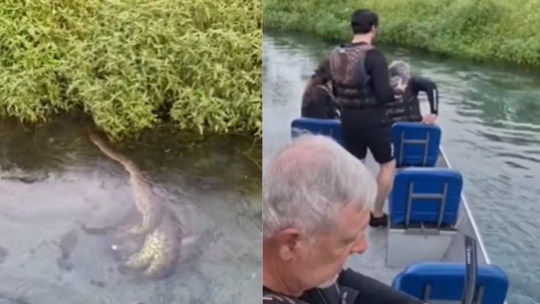Guia e turistas flagram sucuri predando porco do mato em &aacute;guas cristalinas de MS