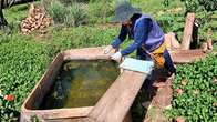 Epidemia de chikungunya recua em aldeias de Dourados