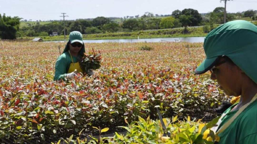 Setor de celulose abre vagas em Mato Grosso do Sul com oportunidades em dois polos