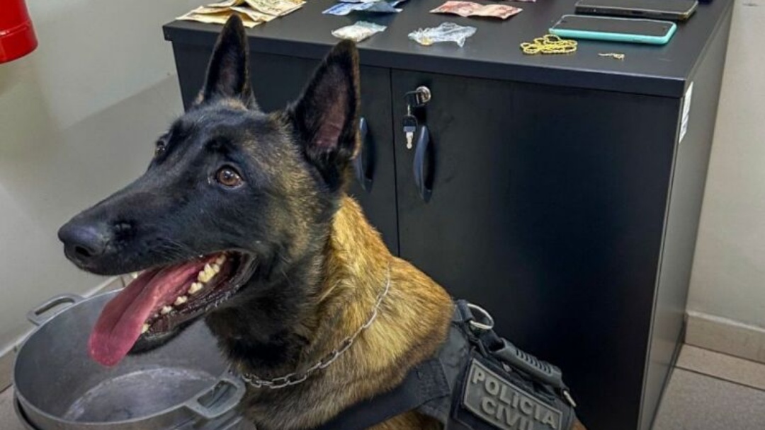 C&atilde;o farejador ajuda pol&iacute;cia a encontrar drogas escondidas em im&oacute;vel