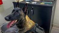 C&atilde;o farejador ajuda pol&iacute;cia a encontrar drogas escondidas em im&oacute;vel