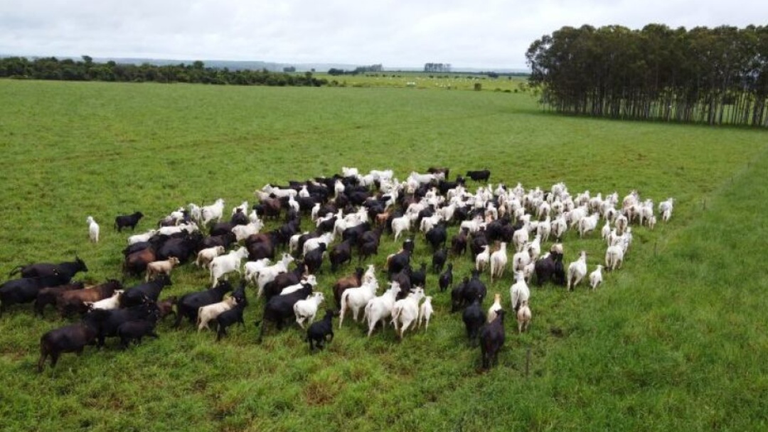 Iagro alerta para o risco de hipotermia em rebanhos com a chegada do frio
