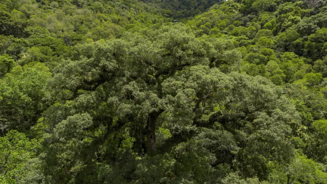 Desmatamento da Mata Atl&acirc;ntica tem queda de 28% em um ano