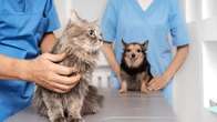 Inscri&ccedil;&otilde;es para castra&ccedil;&atilde;o gratuita de c&atilde;es e gatos come&ccedil;am nesta segunda-feira em Sidrol&acirc;ndia