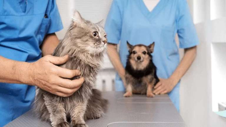 Inscri&ccedil;&otilde;es para castra&ccedil;&atilde;o gratuita de c&atilde;es e gatos come&ccedil;am nesta segunda-feira em Sidrol&acirc;ndia