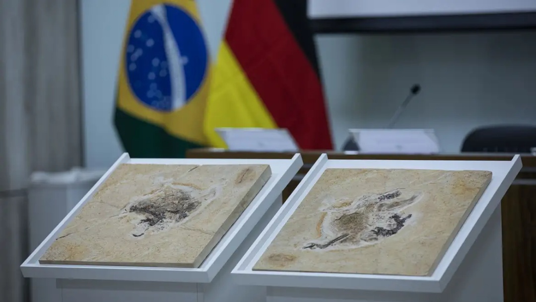 Brasil quer recuperar dinossauros e patrimônios que estão em 14 países