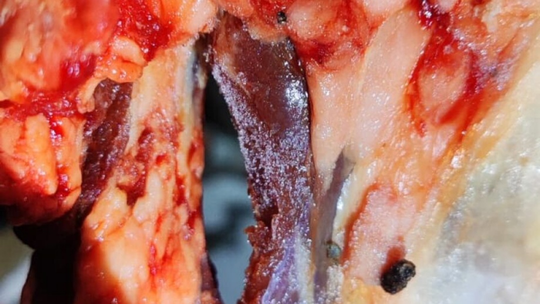 Polícia Civil de MS apreende 600 kg de carne clandestina em açougue