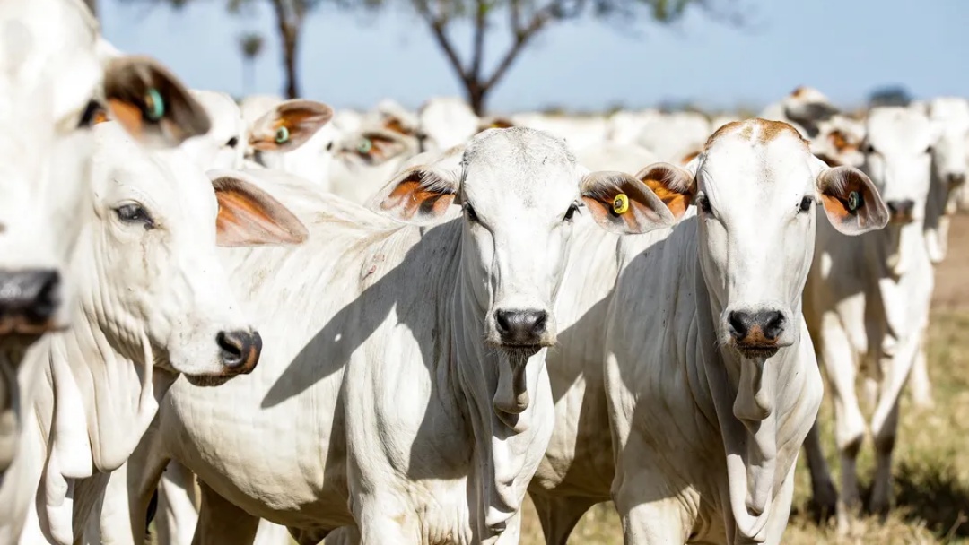 Produtores de Mato Grosso do Sul têm até segunda para atualizar rebanho na Iagro