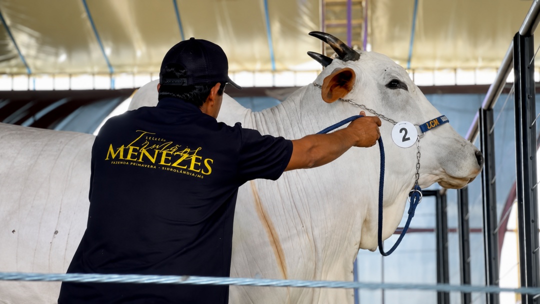 Pecu&aacute;ria de elite movimenta Sidrol&acirc;ndia com o 4&ordm; Leil&atilde;o Irm&atilde;os Menezes entre os dias 26 e 28