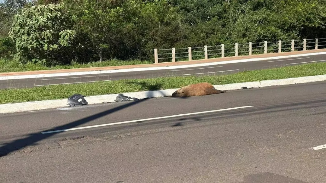 Capivara é encontrada morta perto de canteiro na Avenida Mato Grosso