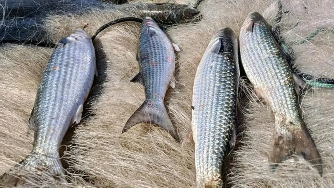 Pesca de tainha na modalidade arrasto de praia está suspensa