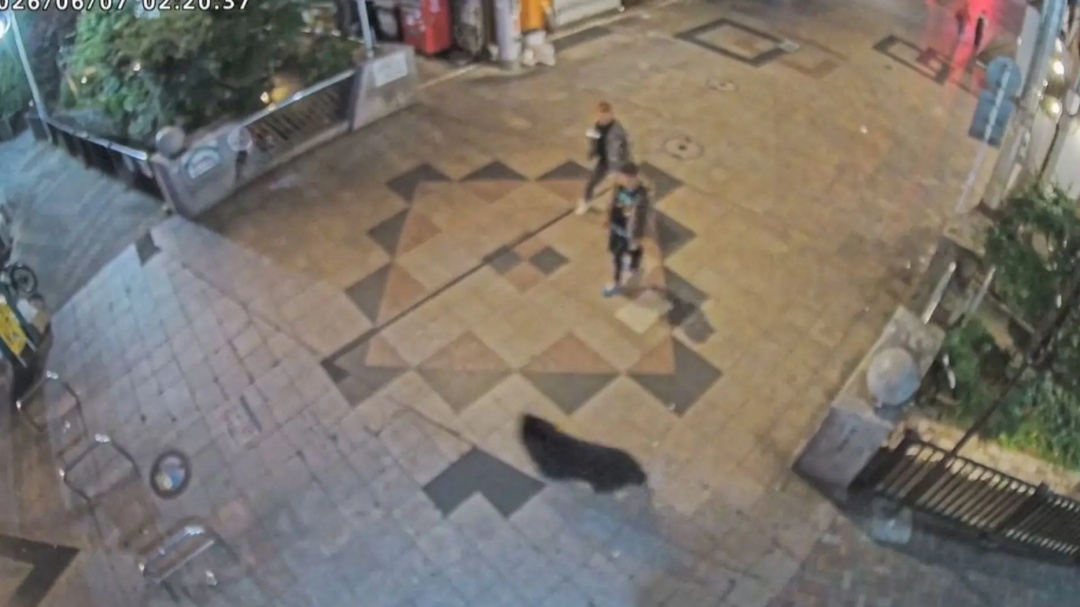 Urso que manteve cidade japonesa em alerta por quatro dias é capturado