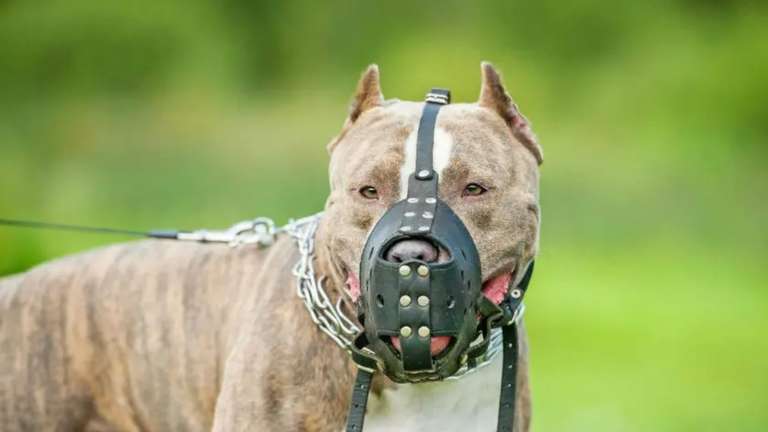 Lei torna obrigat&oacute;rio uso de focinheira e guia curta para c&atilde;es de grande porte em locais p&uacute;blicos de Sidrol&acirc;ndia