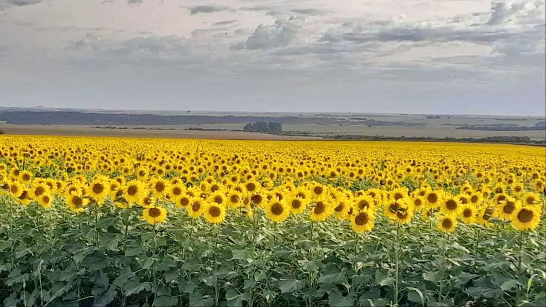 Campo famoso fecha, mas girass&oacute;is ainda colorem paisagem de Sidrol&acirc;ndia