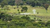 Ap&oacute;s desocupa&ccedil;&atilde;o, ind&iacute;genas retornam &agrave; Fazenda S&atilde;o Sebasti&atilde;o e afirmam que permanecer&atilde;o na &aacute;rea