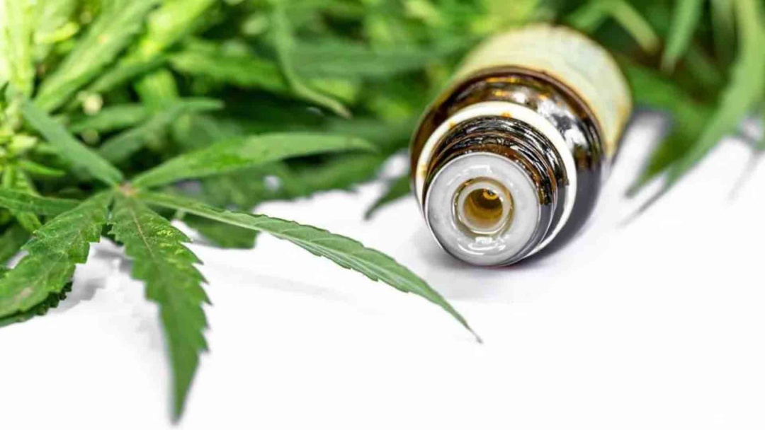 Uso da cannabis medicinal no SUS será debatido na Câmara de Campo Grande