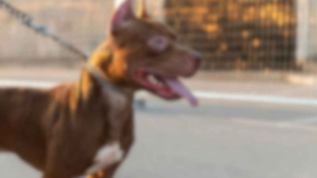 Idoso é preso após matar pit bull do vizinho a facadas em Dourados