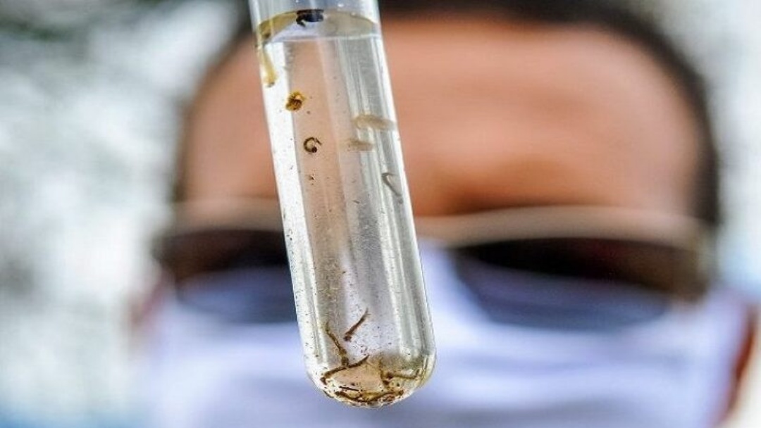Mato Grosso do Sul divulga novo levantamento sobre dengue
