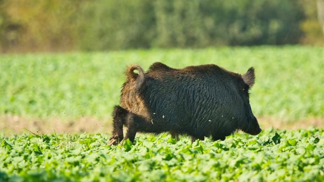 MS lança painel inédito para monitoramento de javalis e suiformes invasores no campo