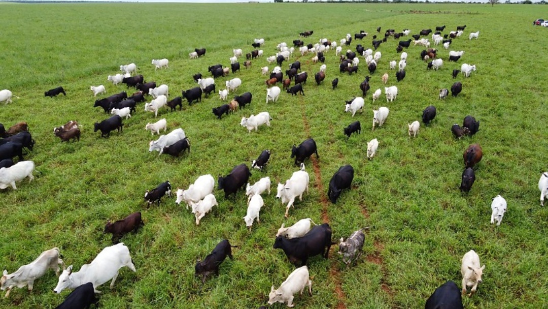 Bovinos usados em pesquisas da UEMS ser&atilde;o leiloados em MS