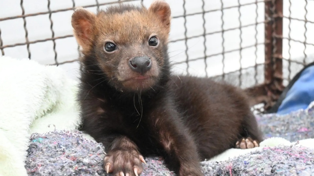 Com risco de extin&ccedil;&atilde;o, filhote de cachorro-vinagre est&aacute; em recupera&ccedil;&atilde;o no CRAS 
