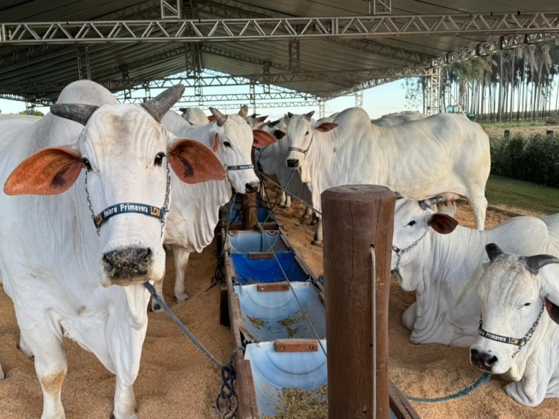 Leil&atilde;o Elite Irm&atilde;os Menezes encerra edi&ccedil;&atilde;o hist&oacute;rica com R$ 25 milh&otilde;es em neg&oacute;cios e consolida Fazenda Buriti como vitrine da gen&eacute;tica Nelore