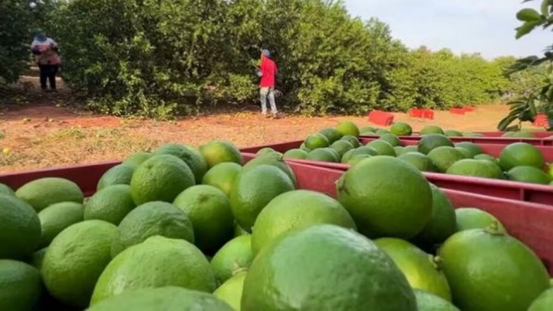 TRT condena empresa de frutas por trabalho análogo à escravidão em MS