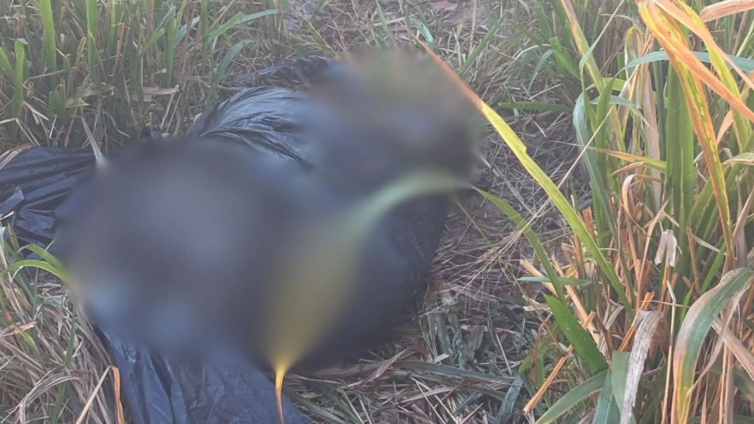 Corpo encontrado carbonizado em matagal era de idoso de 68 anos  