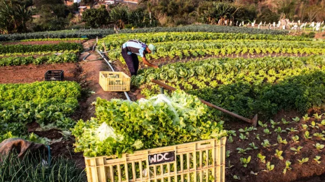Produção da agricultura familiar cai 21%, mas Sidrolândia mantém liderança em vendas no Ceasa