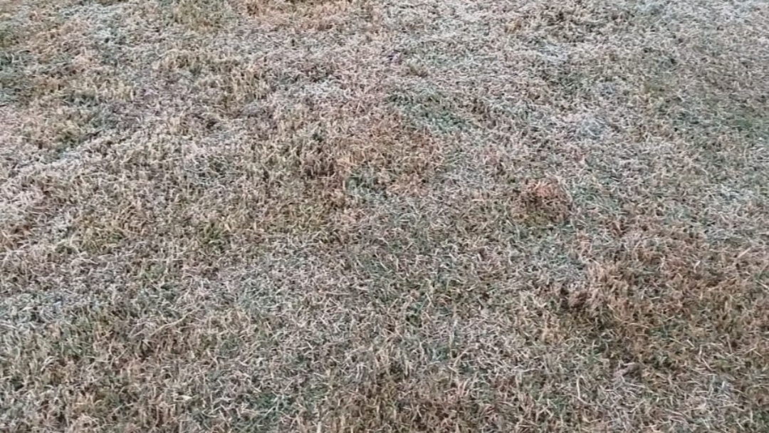 Com alerta em 27 cidades, MS registra geada e sensação de -3°C