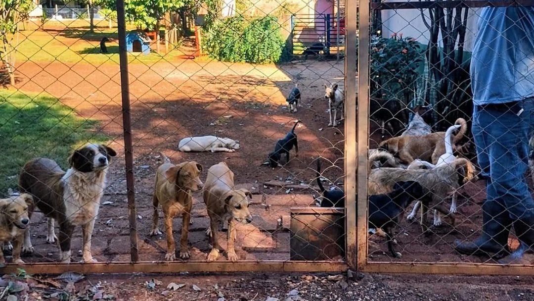Abrigo de animais de Sidrolândia pede ajuda urgente; atraso em subvenção coloca atendimento a 250 animais em risco