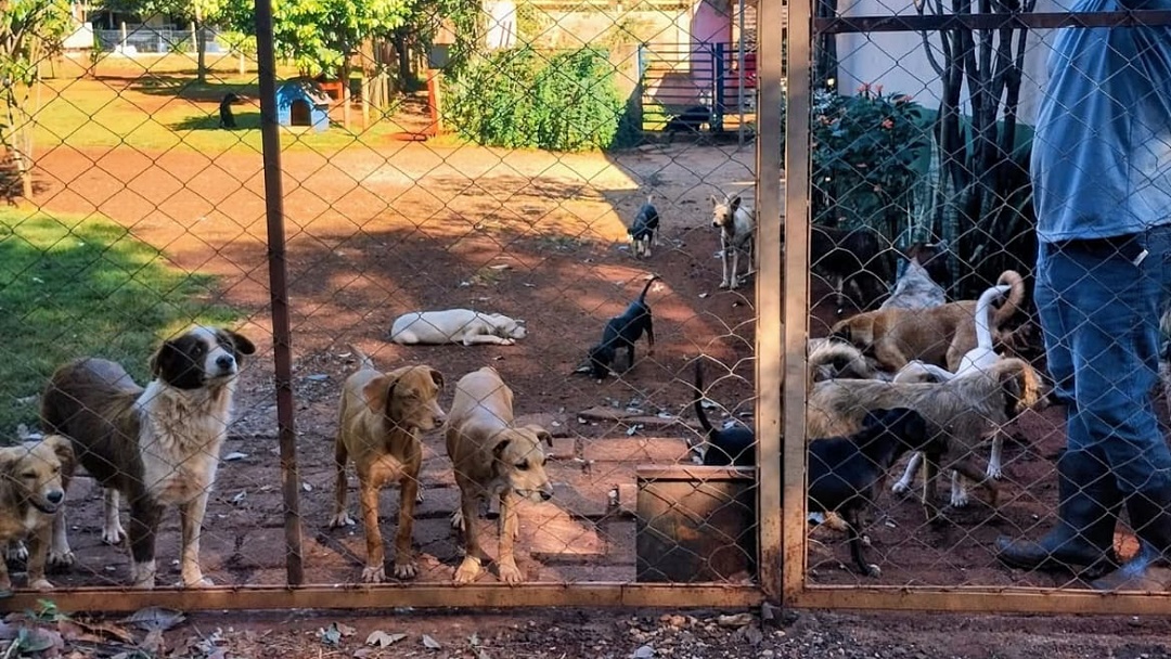 Ao acusar reportagem de 'fake news', prefeito acaba desmentido pelos fatos, reconhece atraso e faz doação de R$ 100 ao abrigo dos animais