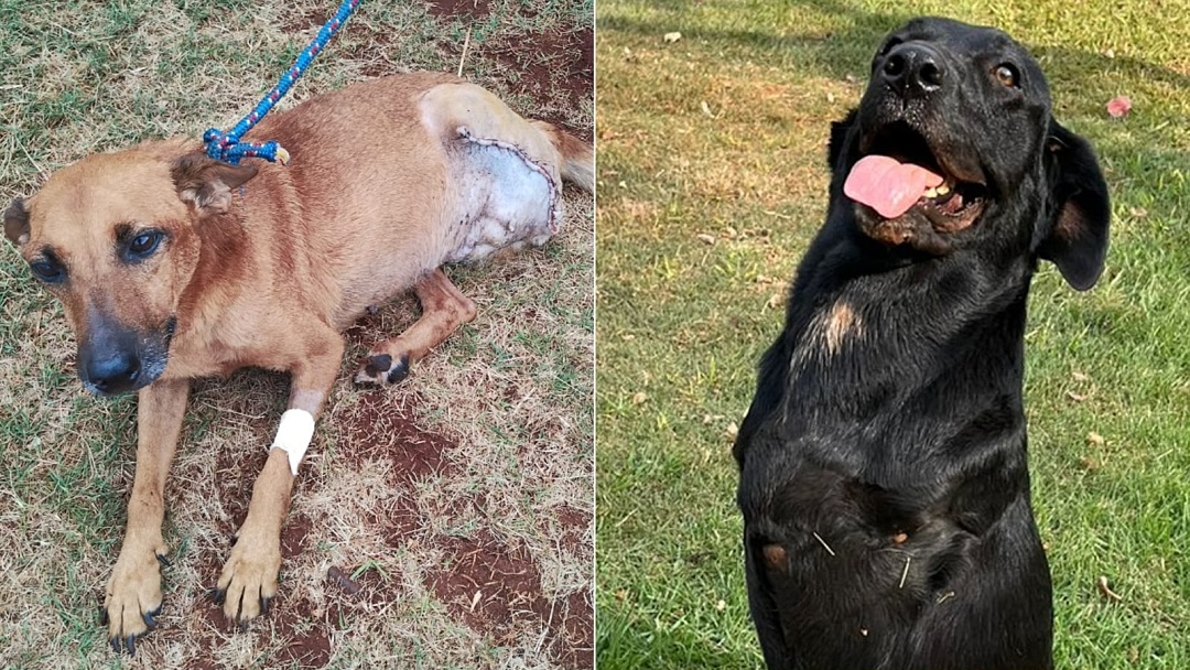 De amputações a cães sem patas: RN doa R$ 3 mil à Associação e Pet Trato anuncia apoio permanente