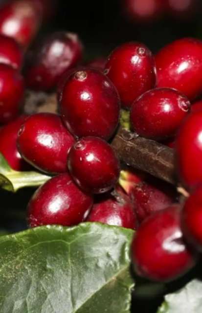 Aeronaves, &oacute;leo, caf&eacute; e carne est&atilde;o fora do tarifa&ccedil;o imposto pelos EUA