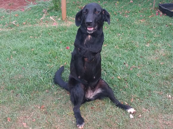 De amputações a cães sem patas: RN doa R$ 3 mil à Associação e Pet Trato anuncia apoio permanente