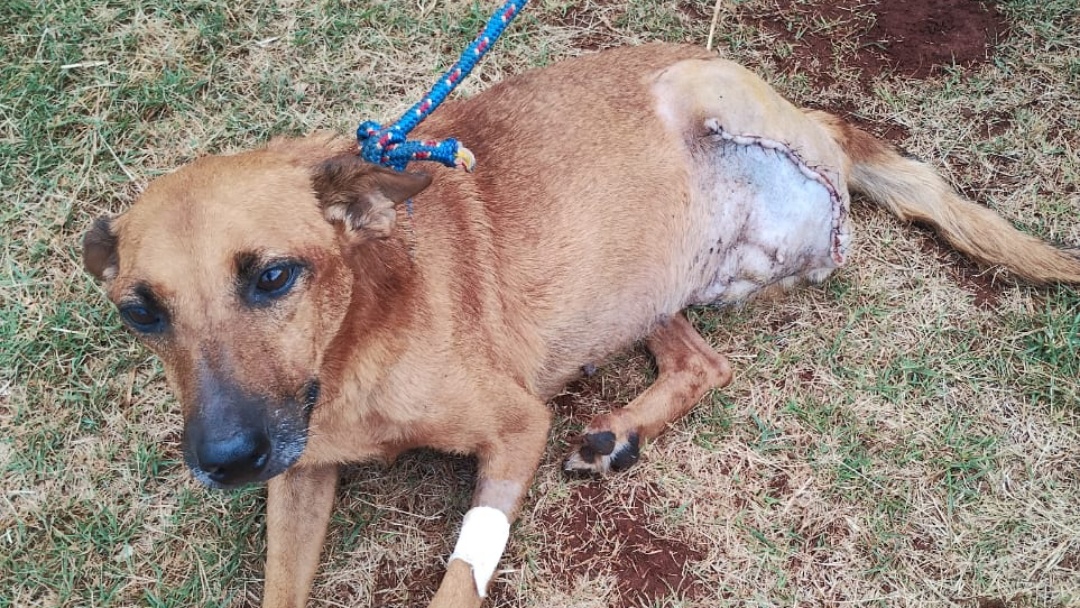 De amputações a cães sem patas: RN doa R$ 3 mil à Associação e Pet Trato anuncia apoio permanente