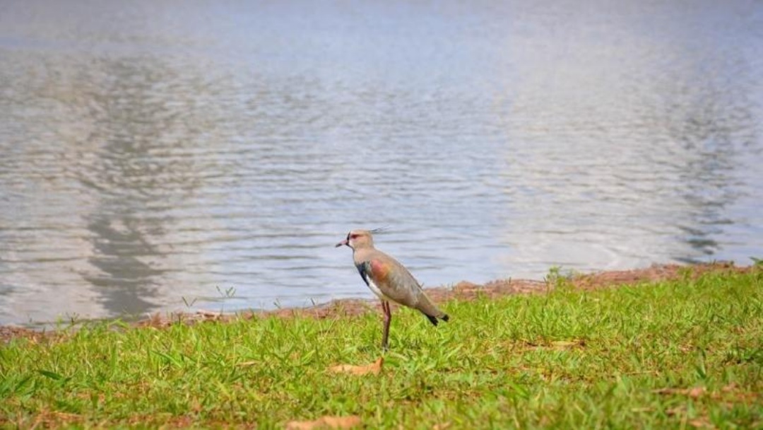 Terça será de calor intenso, baixa umidade e ventos fortes em Mato Grosso do Sul
